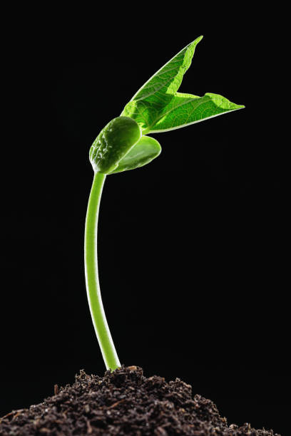 istock Early green shoots of beans from soil. First leaves. Copy space. 931717382