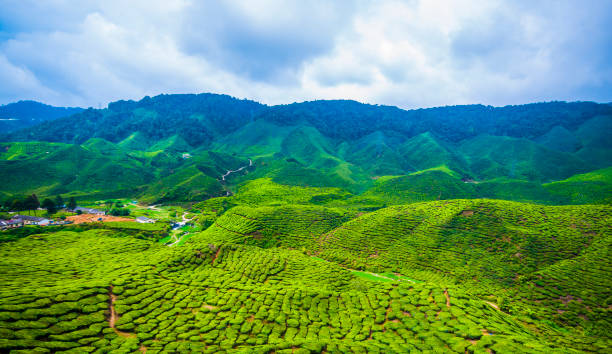 istock Tea Plantation – Amazing HDR 931720378