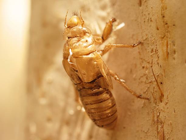 cigarra shell - locust epidemic grasshopper pest imagens e fotografias de stock