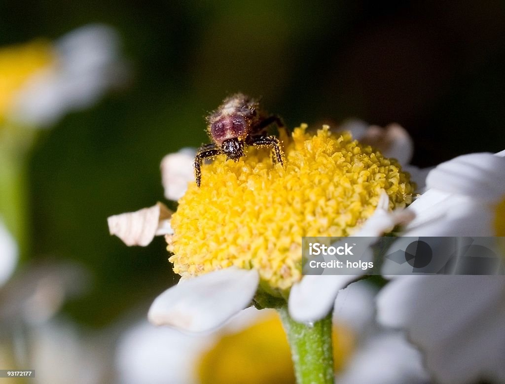 Bug de pollen - Photo de Tapette à mouches libre de droits