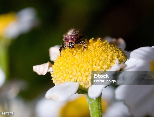 Photo libre de droit de Bug De Pollen banque d'images et plus d'images libres de droit de Tapette à mouches - Tapette à mouches, Agriculture, Aile d'animal