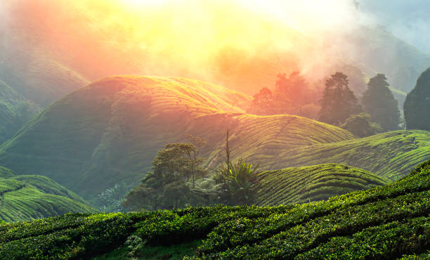 istock Tea Plantation – Amazing HDR 931724278