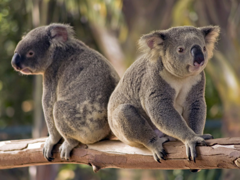 Two Koalas- one pushing the other backwards with his bum!