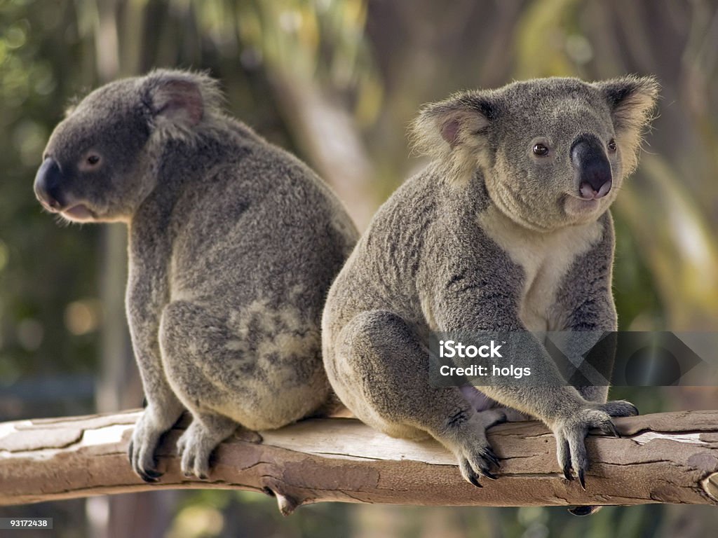 Dwa misie koala, z których słynie Australia - Zbiór zdjęć royalty-free (Koala)