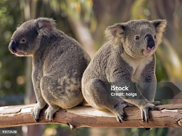 Dwa Misie Koala Z Których Słynie Australia - zdjęcia stockowe i więcej obrazów Koala - Koala, Australia, Ochrona