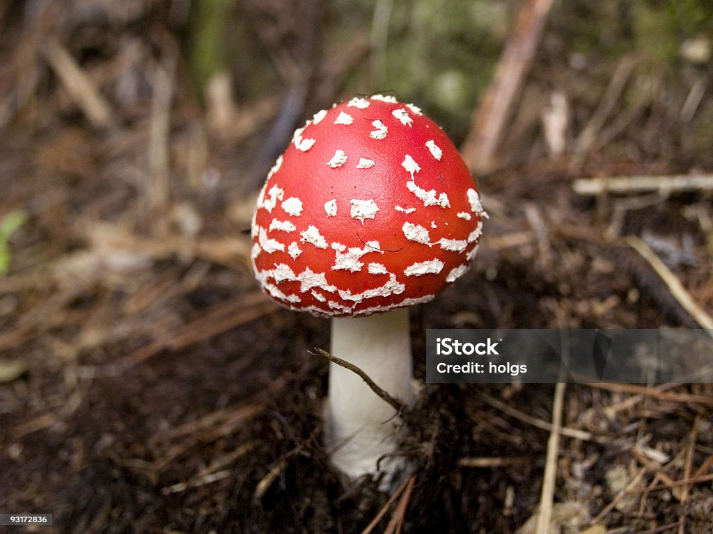 Champignon rouge et blanc - Photo de Automne libre de droits