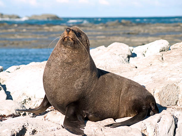 istock New Zealand Fur Seals 93173136