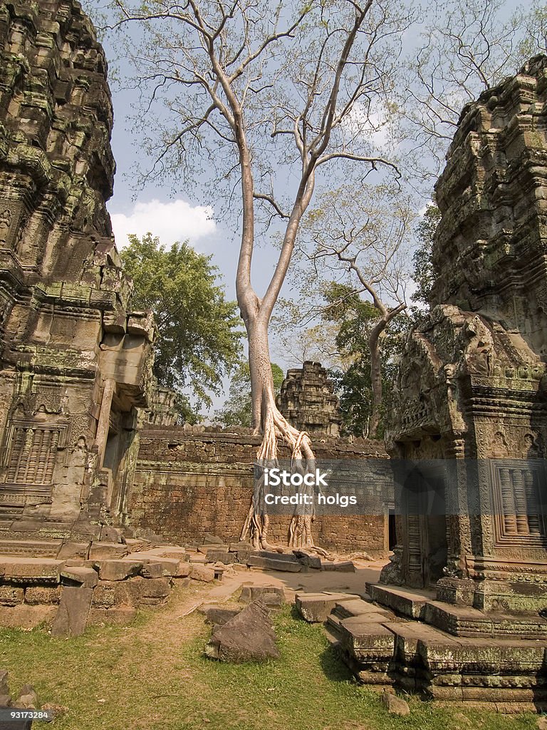 Ankor arbre - Photo de Civilisation ancienne libre de droits