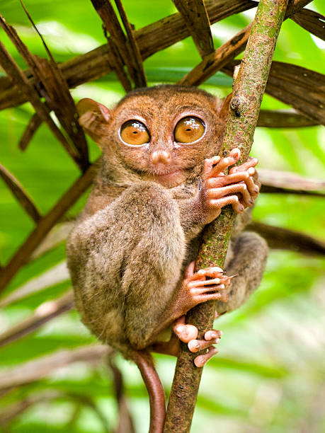 Tarsier - Tarsius Syrichta Tarsier - (lat) Tarsius Syrichta - small primate with large eyes found on the island of Bohol in the Philippines bohol photos stock pictures, royalty-free photos & images