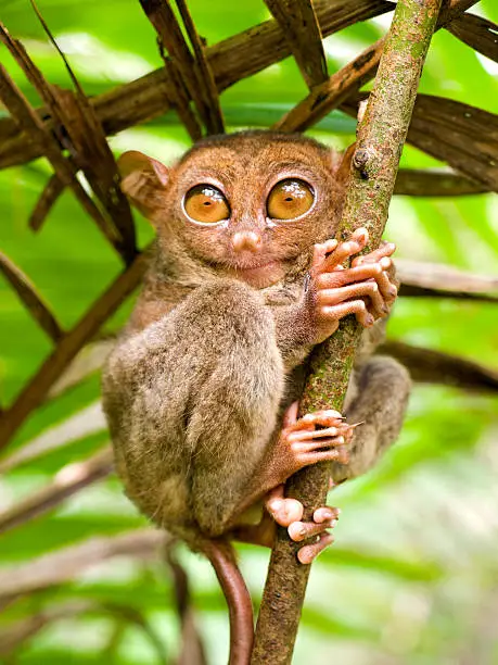 Tarsier - (lat) Tarsius Syrichta - small primate with large eyes found on the island of Bohol in the Philippines