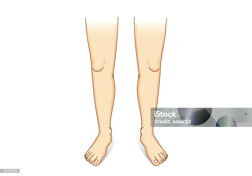 Leg vector in front view. Leg vector in front view. Illustration about human legs composition. Leg stock vector