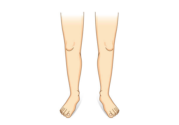Leg vector in front view. Leg vector in front view. Illustration about human legs composition. standing had to knee pose stock illustrations