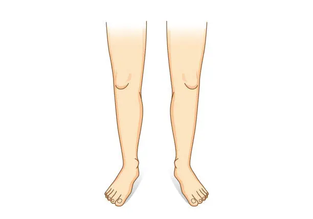 Vector illustration of Leg vector in front view.