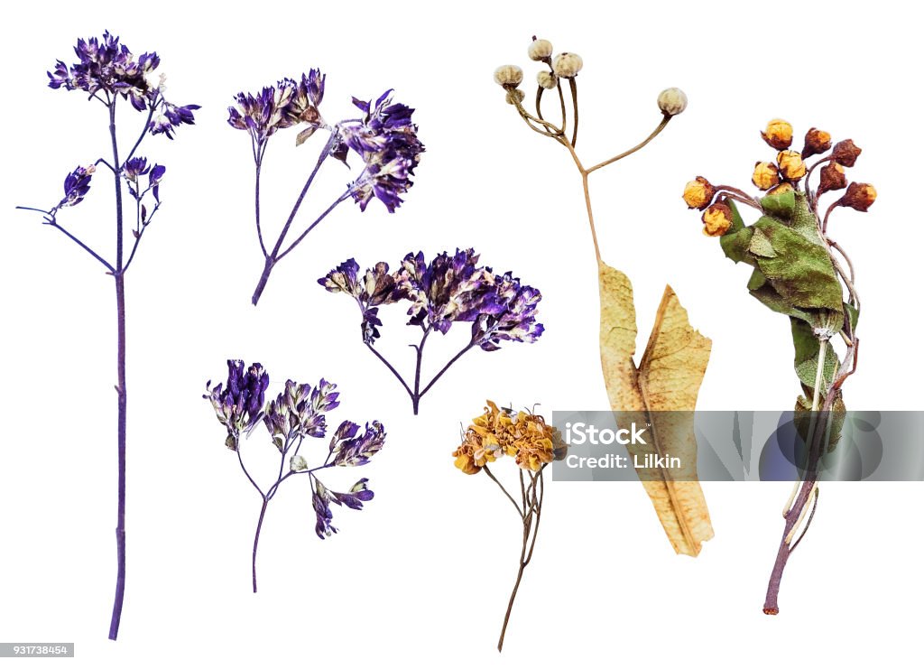 Vista Superior De Prensado Flores Silvestres Aisladas Sobre Fondo Blanco Herbario De Plantas Secas Foto de stock y más banco de imágenes de Flor - iStock Vista Superior De Prensado Flores Silvestres Aisladas Sobre Fondo Blanco Herbario De Plantas Secas Foto de stock y más banco de imágenes de Flor - iStock