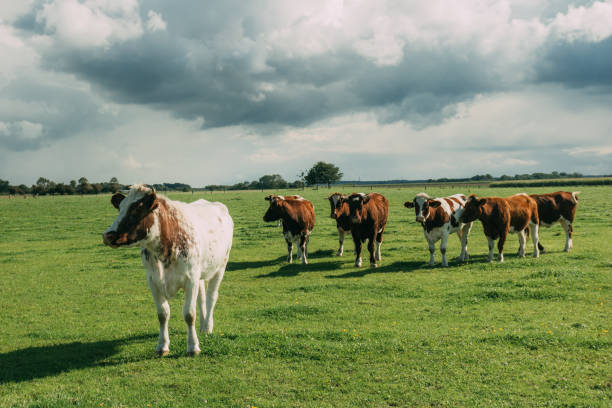 istock Cows grazing on grassy green field. 931738456