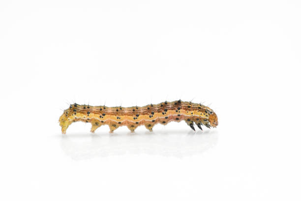 istock Beautiful caterpillar yellow-brown on a white background with reflection 931738666