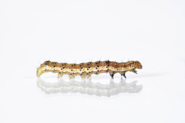 istock Beautiful caterpillar yellow-brown on a white background with reflection 931738698