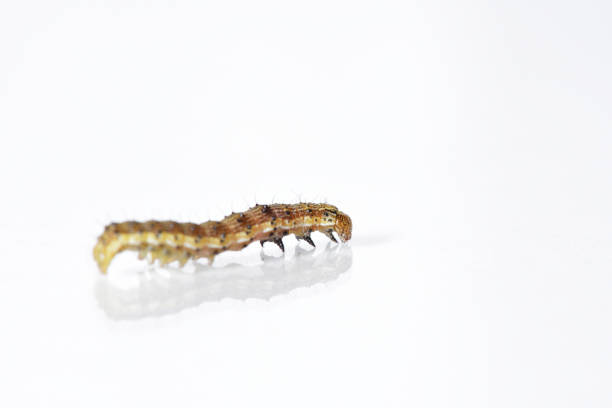 istock Beautiful caterpillar yellow-brown on a white background with reflection 931738716