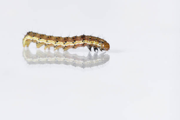 istock Beautiful caterpillar yellow-brown on a white background with reflection 931738734