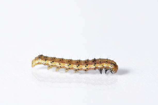 istock Beautiful caterpillar yellow-brown on a white background with reflection 931738772