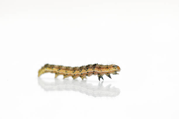 istock Beautiful caterpillar yellow-brown on a white background with reflection 931738828