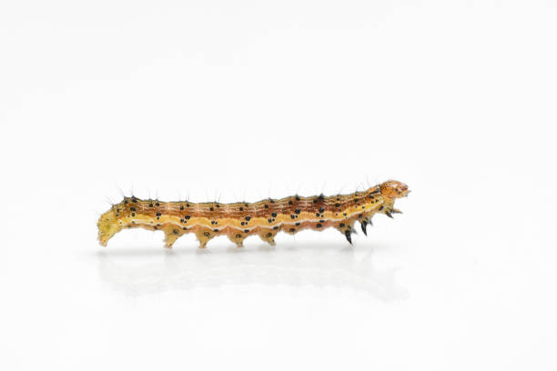 istock Beautiful caterpillar yellow-brown on a white background with reflection 931738830