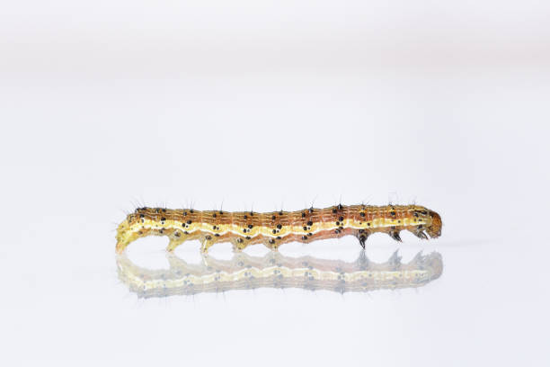 istock Beautiful caterpillar yellow-brown on a white background with reflection 931738904