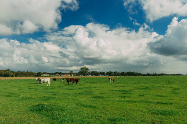 istock Cows grazing on grassy green field. 931739326