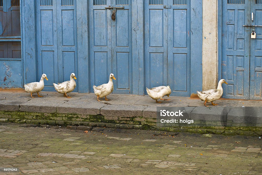 Reihe von Ducks - Lizenzfrei Agrarbetrieb Stock-Foto