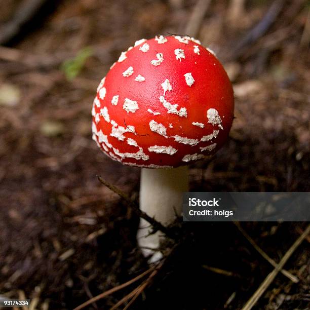 Toxic Mushroom Stock Photo - Download Image Now - Autumn, Bright, Color Image