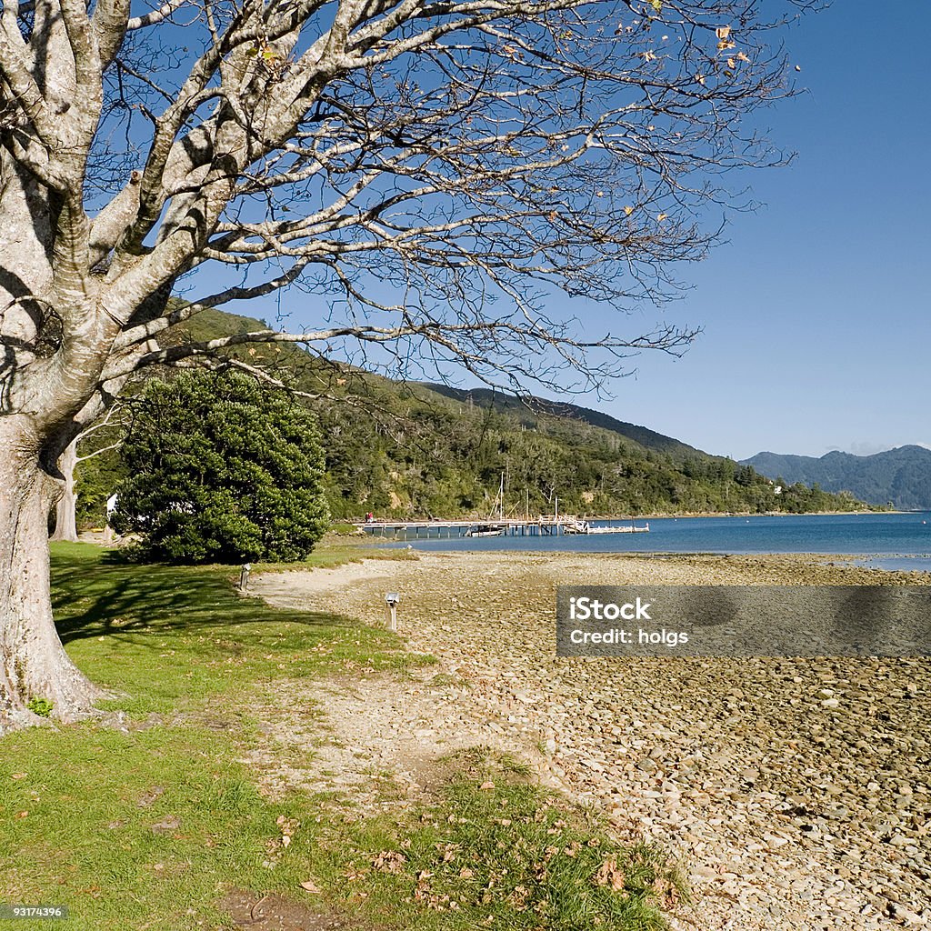 Queen Charlotte Track, Neuseeland - Lizenzfrei Baum Stock-Foto