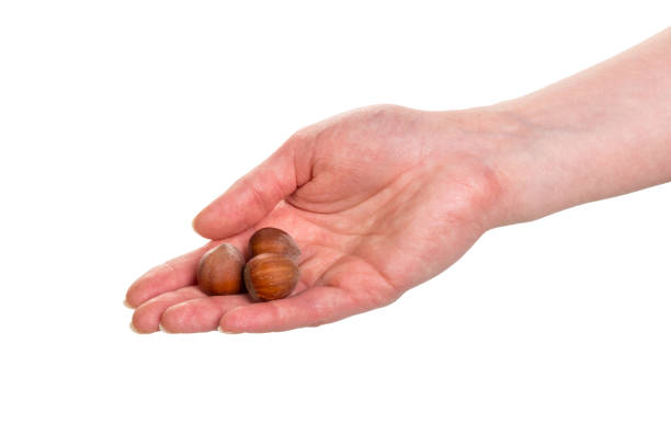 istock Three hazelnuts on female palm isolated on white 931744724