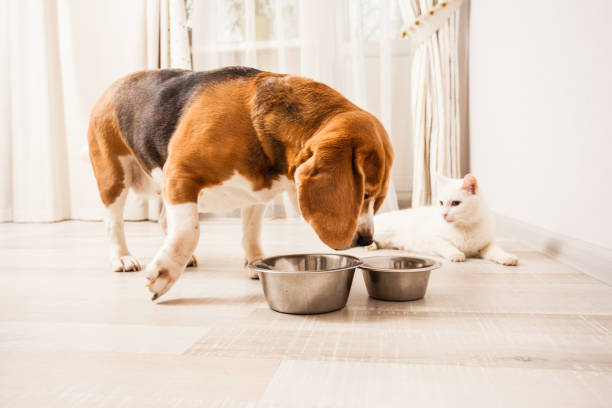 istock the dog wants to try meal 931744882