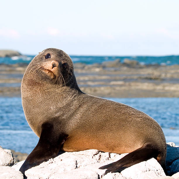 Fur seals playing on the rocks in the afternoon sun in Kaikoura, New Zealand
