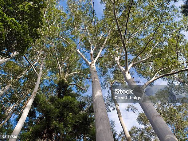広々とした天然木にフレーザー島 - オーストラリアのストックフォトや画像を多数ご用意 - オーストラリア, カラー画像, クイーンズランド州