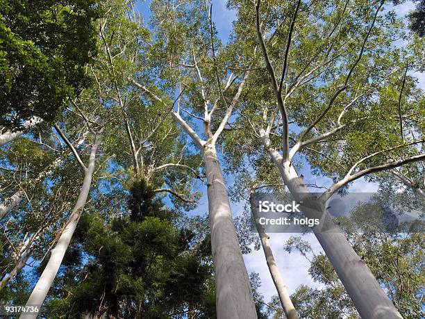 Duże Native Drzewa Na Wyspę Fraser - zdjęcia stockowe i więcej obrazów Australia - Australia, Bez ludzi, Drzewo