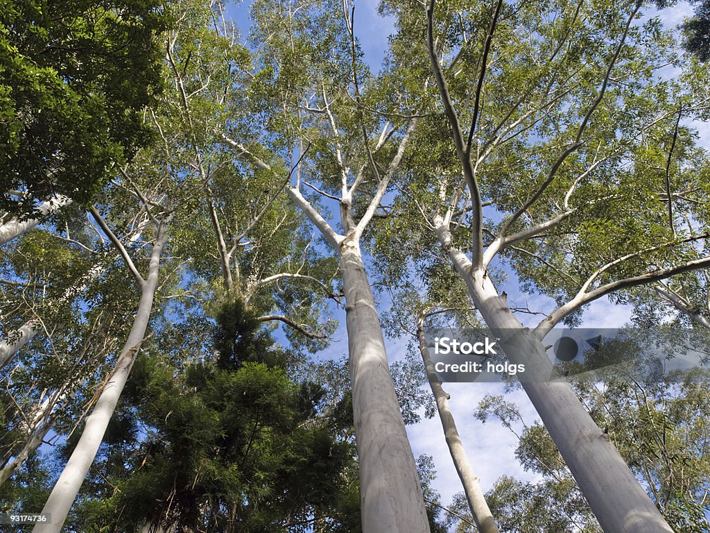 Большой Native деревьев на Остров Фрейзер - Стоковые фото Snow Gum роялти-фри