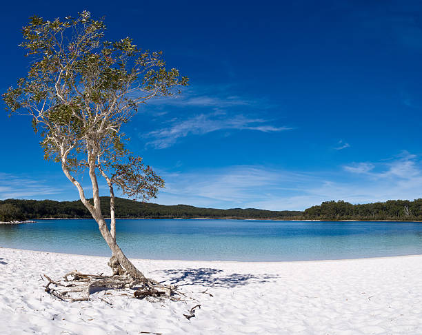 Lake McKenzie, Fraser Island Lake McKenzie on Fraser Island in Queensland, Australia fraser island stock pictures, royalty-free photos & images