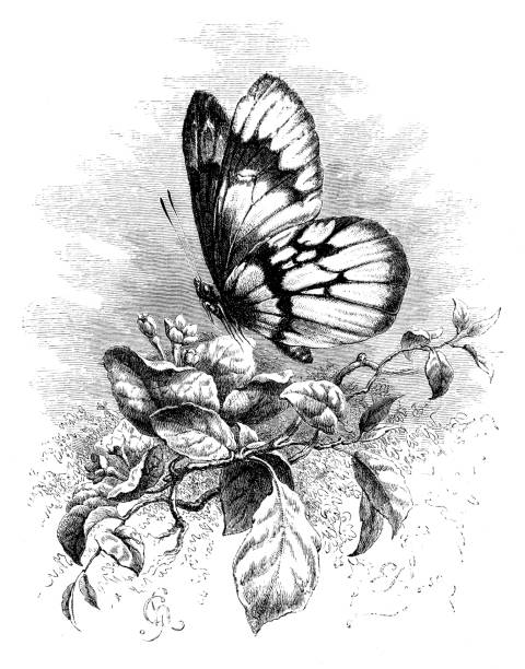 ilustraciones, imágenes clip art, dibujos animados e iconos de stock de mariposa en flor  - victorian style engraved image lepidoptera wildlife
