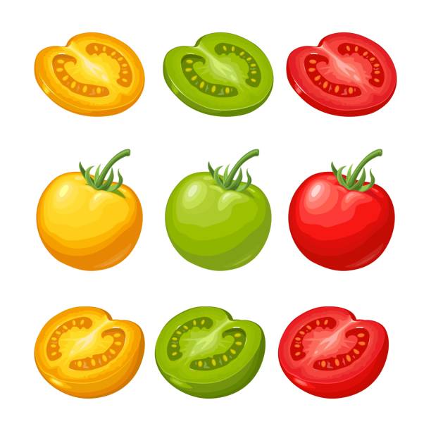 istock Set of hand drawn tomatoes. Branch, whole and slice. 931752140