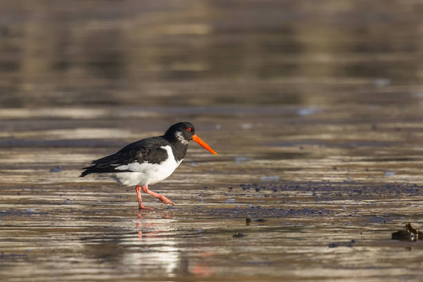 istock Eurasian Oystercatcher on a beach 931752236