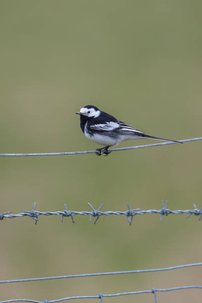 istock Pied Wagtail perched on a wire fence 931752782