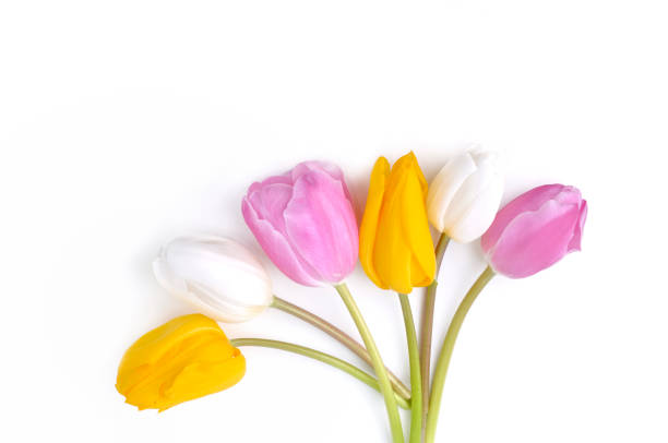 istock colorful and pretty tulips 931753008