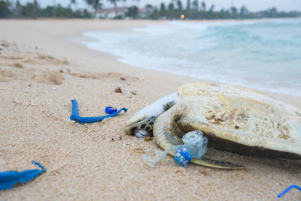 istock Dead sea turtle among ocean plastic waste 931753458