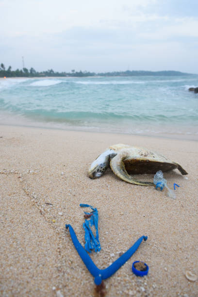 istock Dead sea turtle among ocean plastic waste 931753544