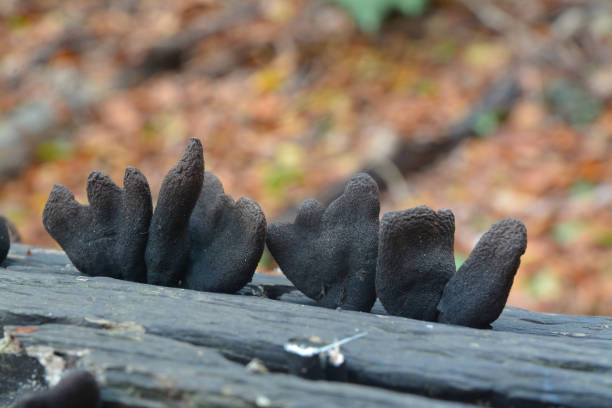 fungo dito dell'uomo morto - xylaria foto e immagini stock