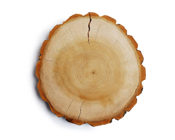 istock Vintage large circular piece of wood cross section with tree ring texture pattern and cracks isolated clipping mask on white background with path, top view. Detailed organic surface from nature 931758762
