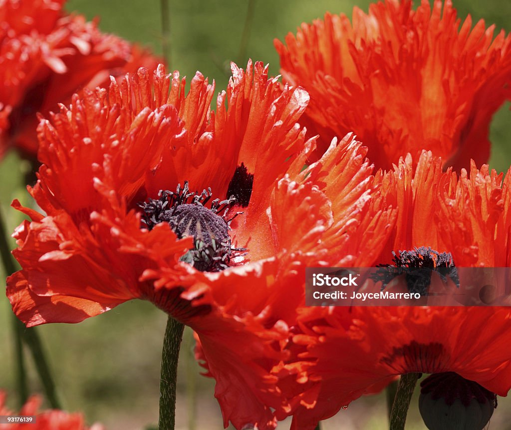 Poppies rojo - Foto de stock de Adormidera libre de derechos