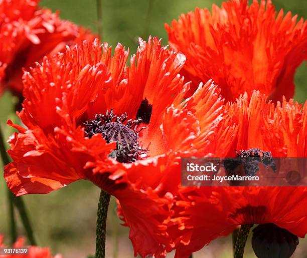 Poppies Rojo Foto de stock y más banco de imágenes de Adormidera - Adormidera, Aire libre, Amapola - Planta