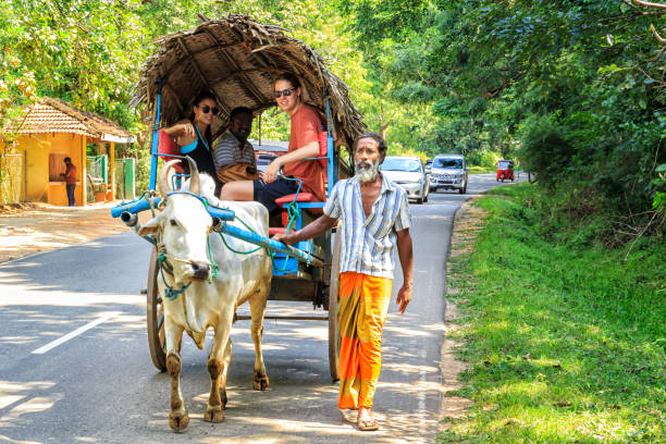 Man in the sarong is leading an ox with a cart on the road during an excursion with tourists Sigiriya, Sri Lanka - January 4, 2018. Man in the sarong is leading an ox with a cart on the road during an excursion with tourists taxi sri lanka stock pictures, royalty-free photos & images